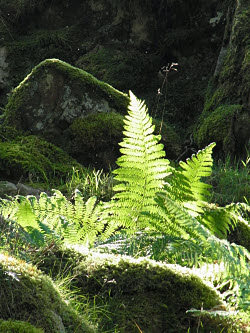 Fern image